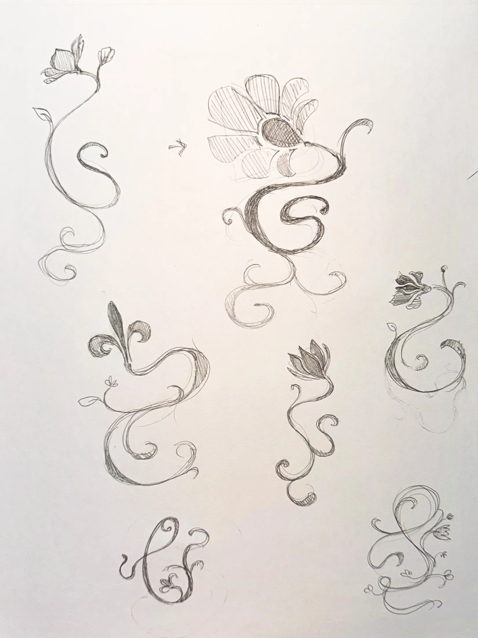 Sketchbook page of botanical flourish studies for the logo icon